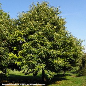 common chestnut, Castanea Sativa Mill.
